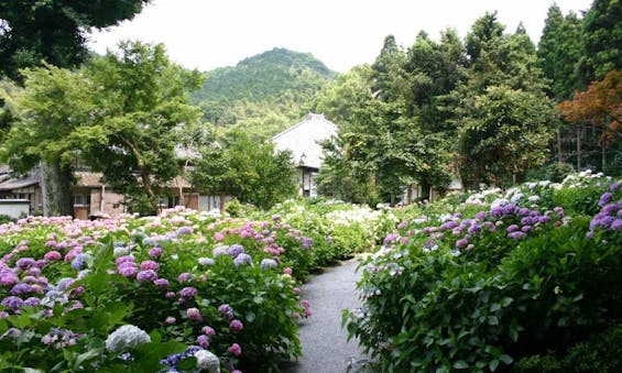 千光寺 永代供養墓・樹木葬