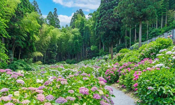 千光寺 永代供養墓・樹木葬