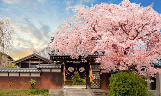 長善寺 樹木葬 桜香テラス