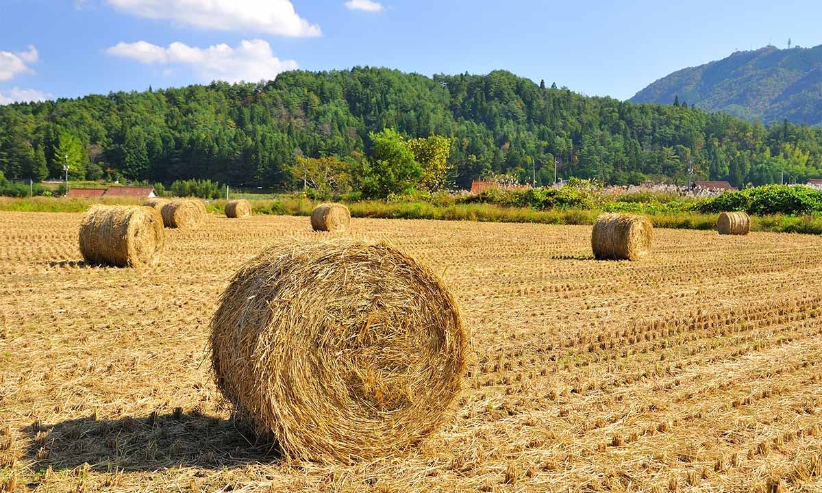 西教寺 永代供養墓