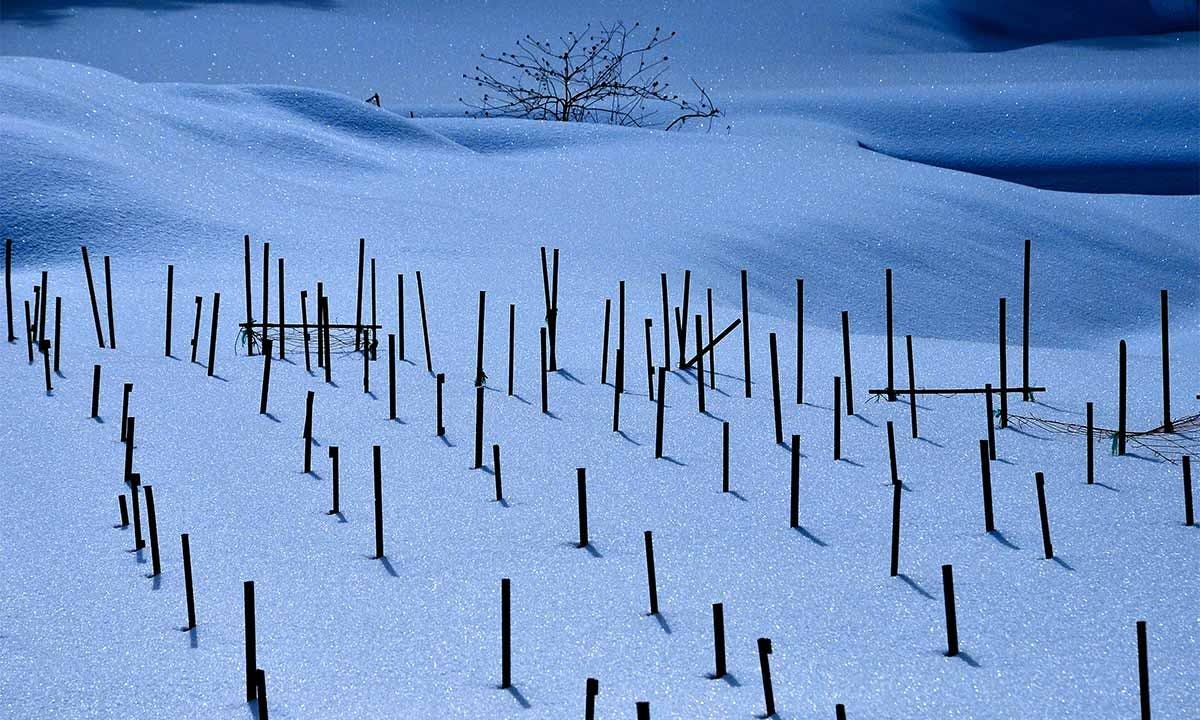 西教寺 永代供養墓