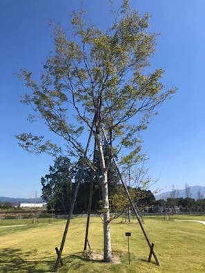 星の露 樹木葬墓地