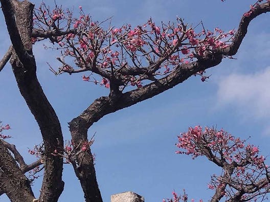 プレミアム横須賀久里浜樹木葬墓地