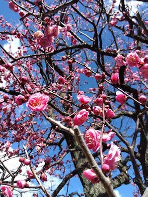 プレミアム熊谷籠原樹木葬墓地