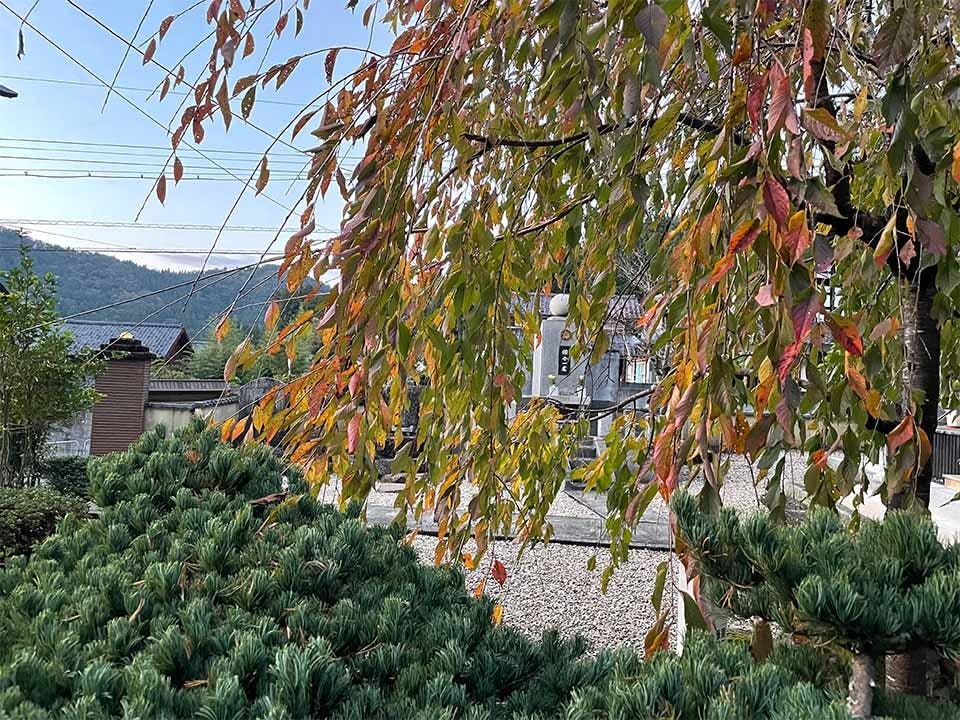 さばえ明厳寺 里山型樹木葬 木漏れ日