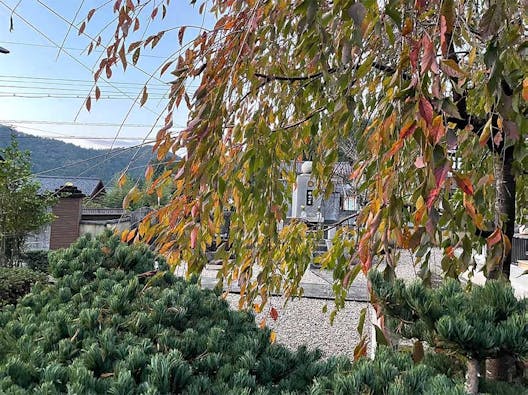さばえ明厳寺 里山型樹木葬 木漏れ日