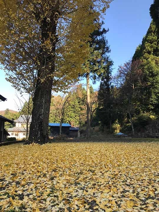 さばえ明厳寺 里山型樹木葬 木漏れ日