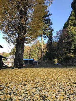 さばえ明厳寺 里山型樹木葬 木漏れ日
