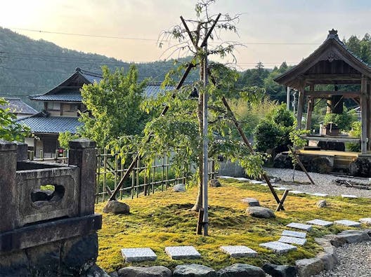 さばえ明厳寺 里山型樹木葬 木漏れ日