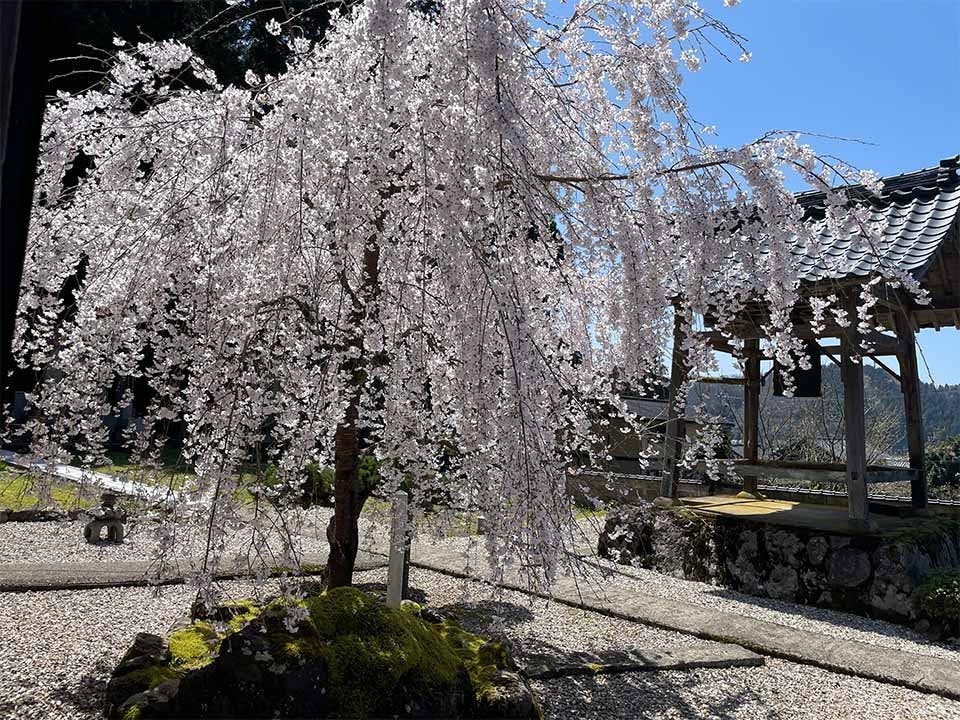 さばえ明厳寺 里山型樹木葬 木漏れ日