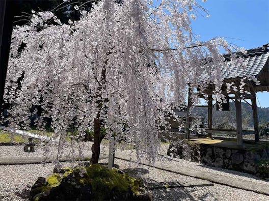 さばえ明厳寺 里山型樹木葬 木漏れ日