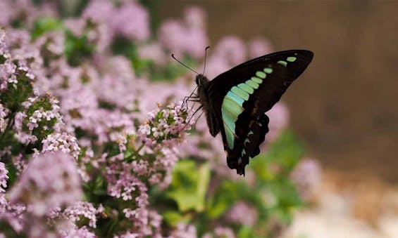 niwabo・安楽寺樹木葬