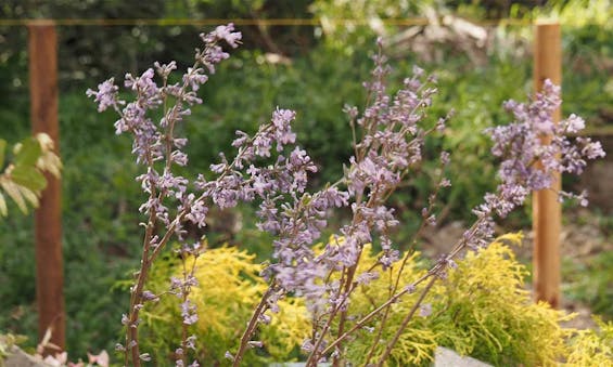 niwabo・安楽寺樹木葬