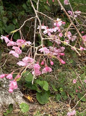 浄漸寺 樹木葬 永代供養墓