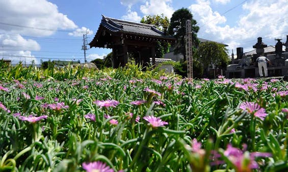 吉祥院 永代供養付墓「雙樹（そうじゅ）」