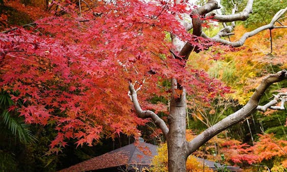 北⽩川 圓光寺納⾻堂・永代供養墓