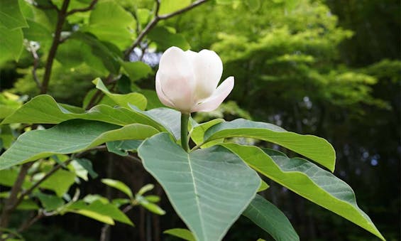 北⽩川 圓光寺納⾻堂・永代供養墓