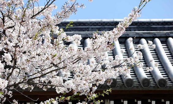 伏見桃山の森