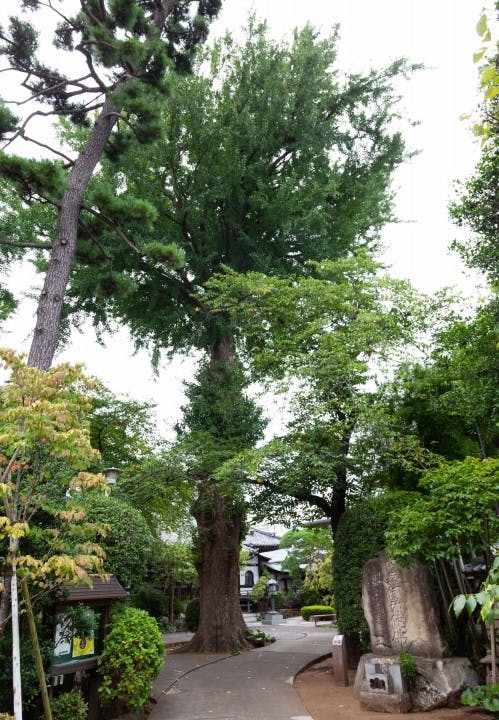 樹木葬「Alberi-アルベリ-」「あおい」