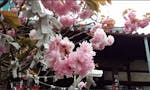 丸亀さくら想苑 本堂前の八重桜
