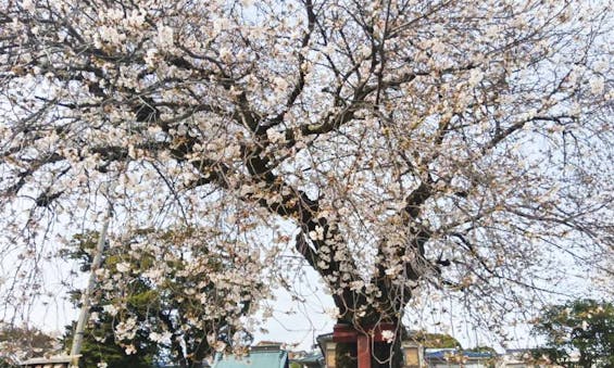 ロイヤル小田原樹木葬墓地