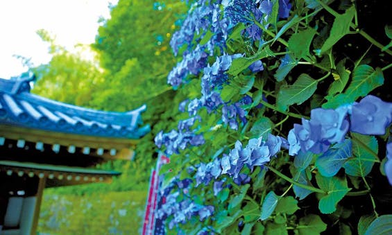 本福寺 永代供養墓・樹木葬