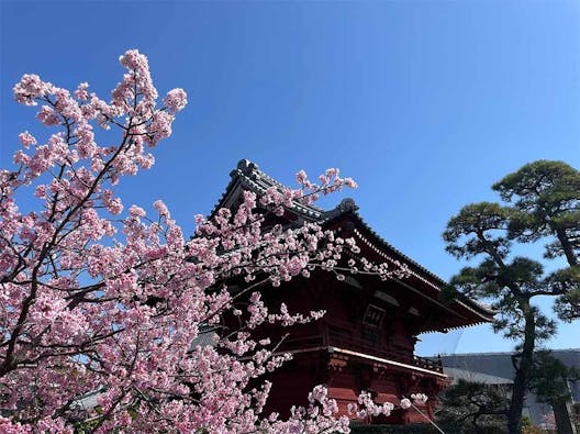 徳願寺 のうこつぼ