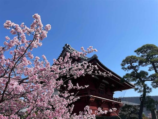 徳願寺 のうこつぼ