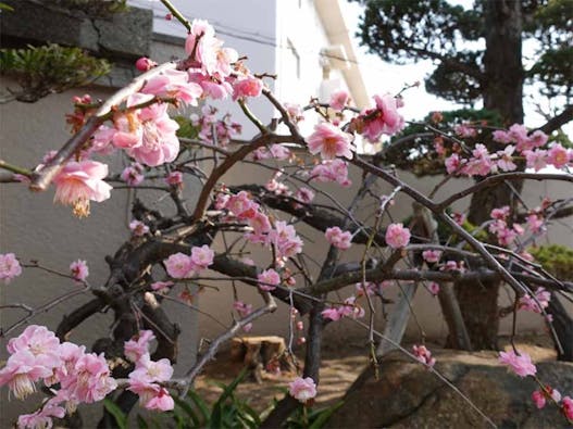 西極楽寺 樹木葬