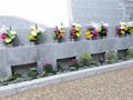 西極楽寺シンプル樹木葬の永代供養墓 墓域を彩る花々