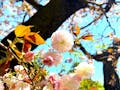 安立院 マグノリア池上 お寺の庭には四季折々の花が咲きます