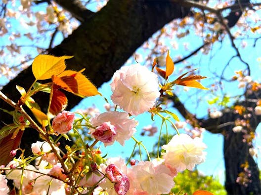 安立院 マグノリア池上