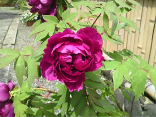 称名寺西京極駅前墓地