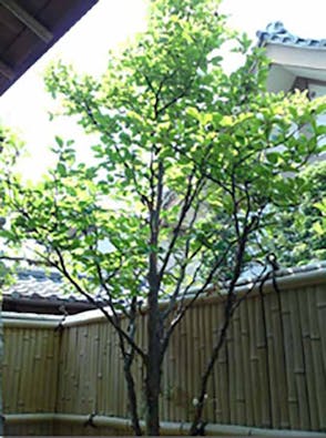 称名寺西京極駅前墓地