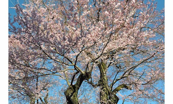 龍泉寺 小さなお墓