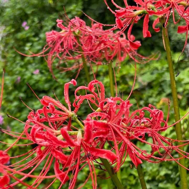 浅草桃林寺 樹木葬『禅-ZEN』