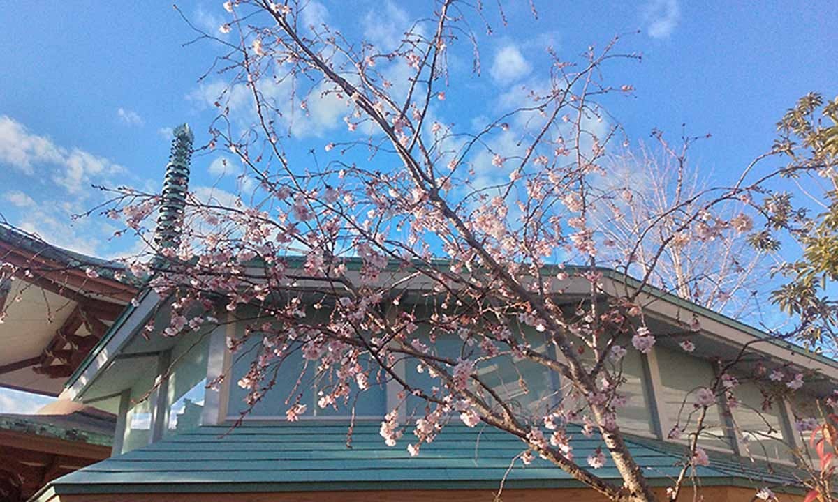 巣鴨霊園 陽の葉や 【1月～2月】冬に咲く桜をご存じですか？今が見頃です。