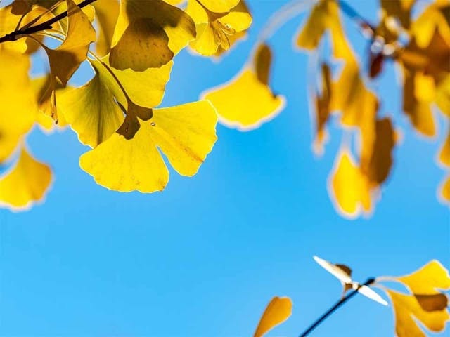 鹿沼、宇都宮 いちょうの郷圓満寺