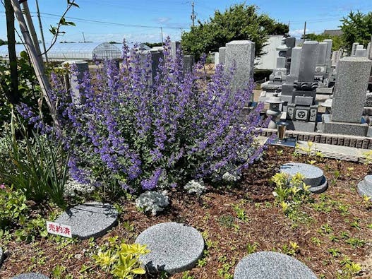 樹木想 福照 ~ふくてらす~