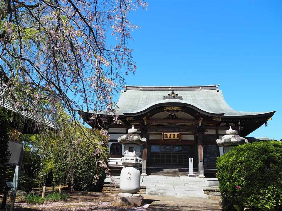 円蔵院 桜華苑