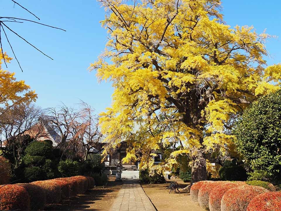 円蔵院 桜華苑