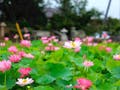清蓮　樹木葬墓、永代供養墓 境内風景