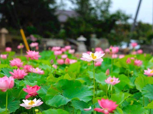 清蓮 樹木葬墓、永代供養墓