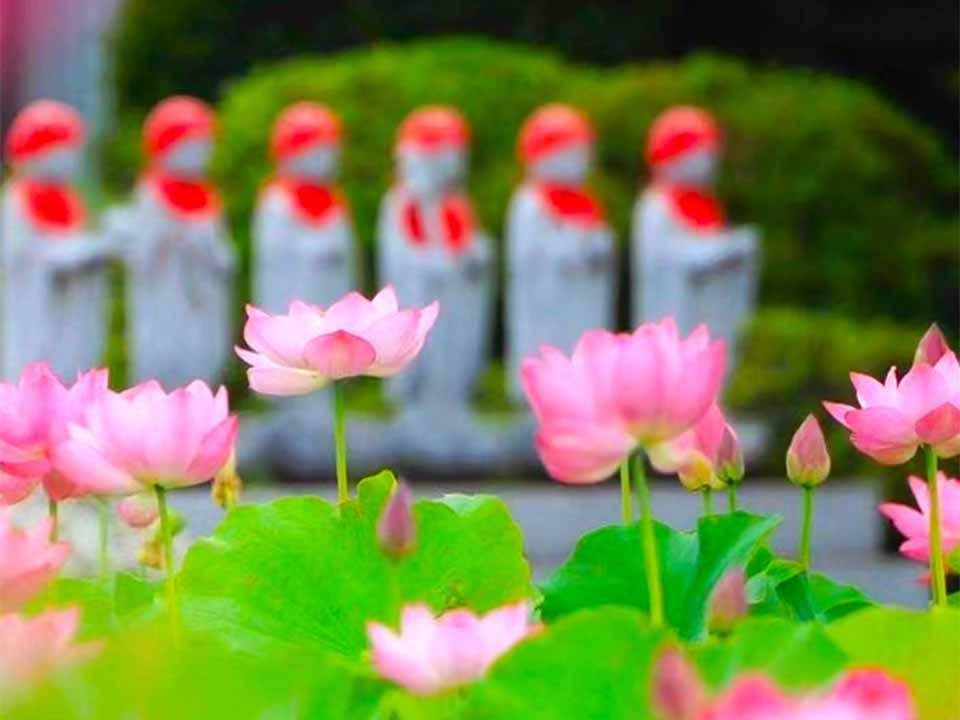 清蓮　樹木葬墓、永代供養墓