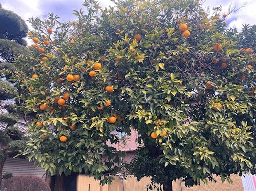 ロイヤル谷中えにし樹木葬墓地