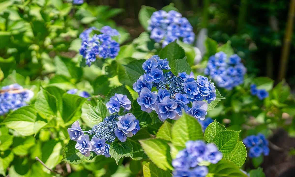 春日部永代供養墓霊園 東光院