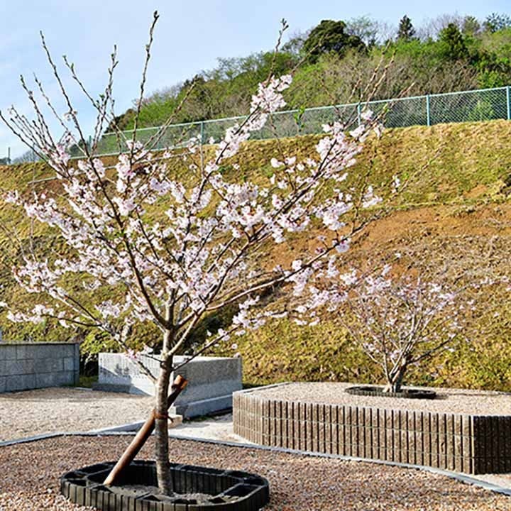 大泉寺さくら墓苑