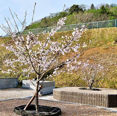 大泉寺さくら墓苑