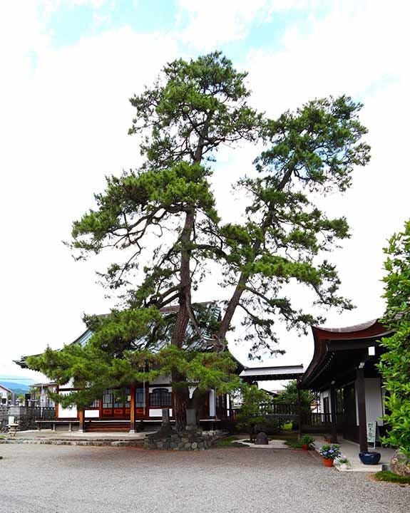 南アルプス 成妙寺