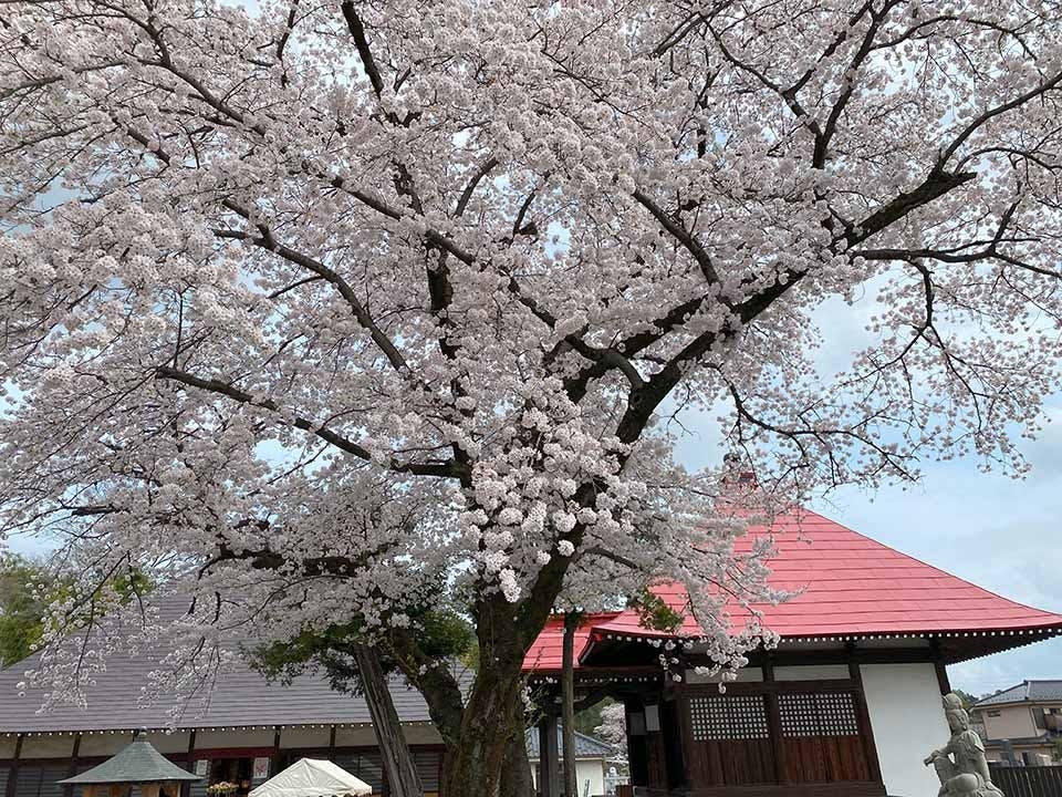 あきる野 西光寺フラワージュ